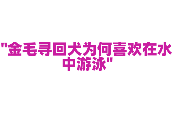 "金毛寻回犬为何喜欢在水中游泳"